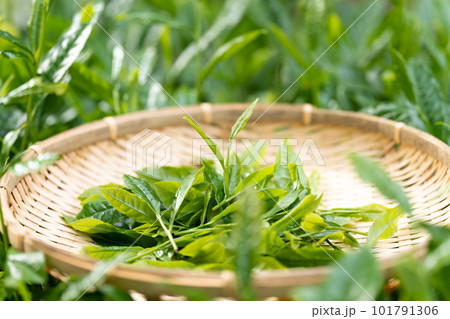 お茶 新芽 竹ざる 茶摘み お茶 新芽 竹ざる 茶摘み 101791306
