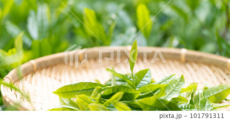 お茶　新芽　竹ざる　茶摘み 101791311