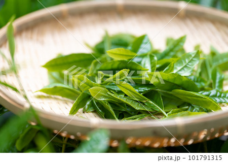 お茶　新芽　竹ざる　茶摘み 101791315
