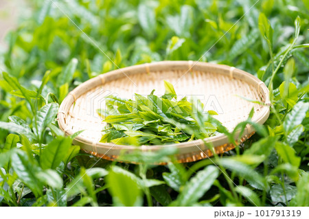 お茶　新芽　竹ざる　茶摘み 101791319