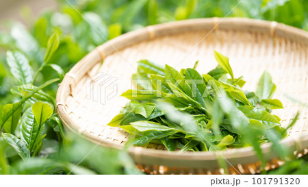 お茶　新芽　竹ざる　茶摘み 101791320