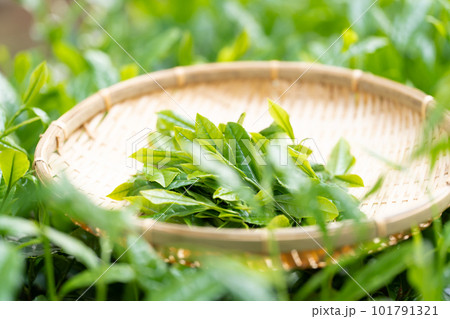 お茶 新芽 竹ざる 茶摘み お茶 新芽 竹ざる 茶摘み 101791321
