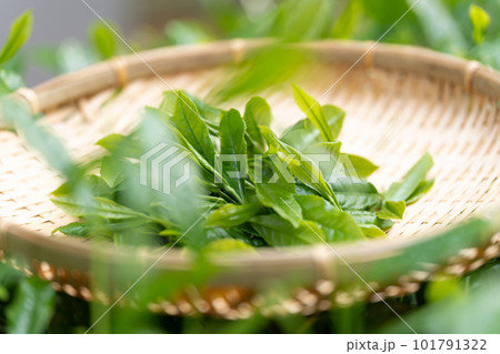 お茶 新芽 竹ざる 茶摘み お茶 新芽 竹ざる 茶摘み 101791322