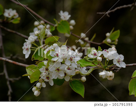 バラ科ナシ属マメナシの開花 バラ科ナシ属マメナシの開花 101791393