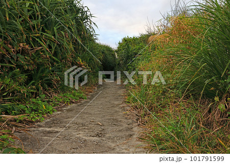 沖縄県糸満ひめゆり学徒散華の跡周辺の風景 沖縄県糸満ひめゆり学徒散華の跡周辺の風景 101791599