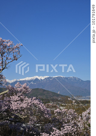タカトオコヒガンザクラと中央アルプス タカトオコヒガンザクラと中央アルプス 101791649