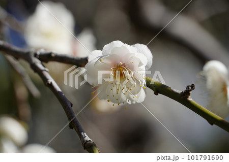 春の訪れ 白い梅の花 春の訪れ 白い梅の花 101791690