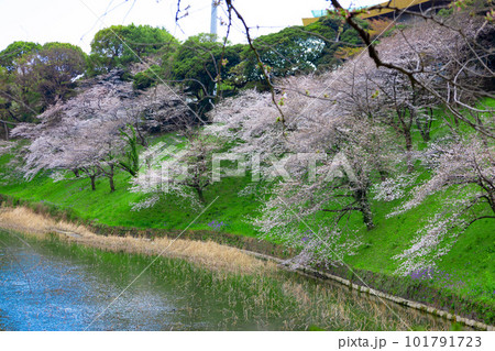 入学・卒業シーズン:昼間の皇居・千鳥ヶ淵に咲く東京の桜の花のアップ(東京都千代田区) 入学・卒業シーズン:昼間の皇居・千鳥ヶ淵に咲く東京の桜の花のアップ(東京都千代田区) 101791723