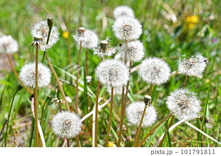 さまざまな姿のタンポポの綿毛 さまざまな姿のタンポポの綿毛 101791811