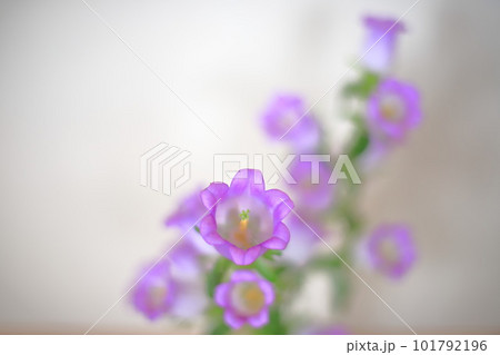 カンパニュラの花 カンパニュラの花 101792196