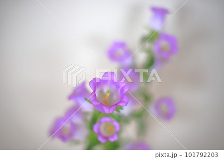 カンパニュラの花 101792203
