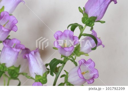 カンパニュラの花 カンパニュラの花 101792209