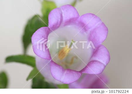 カンパニュラの花 101792224