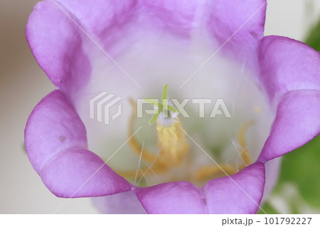 カンパニュラの花 101792227