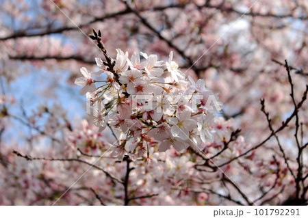 満開に咲いた桜 101792291