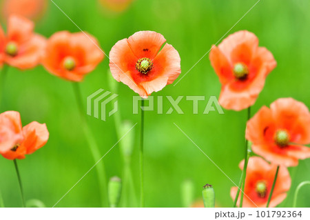 オレンジ色のかわいい花をつける外来種のナガミヒナゲシ オレンジ色のかわいい花をつける外来種のナガミヒナゲシ 101792364