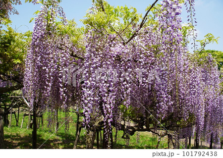 フジ（藤） Wisteria floribundaの写真素材 [101792438] - PIXTA