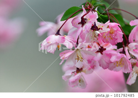 春に鮮やかなピンク色の花を咲かせる美しい海棠の花 101792485