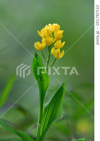 春の雑木林や公園で見られる美しい野の花キンラン 101792532