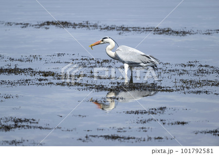 アオサギ 101792581