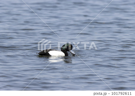 スズガモ スズガモ 101792611