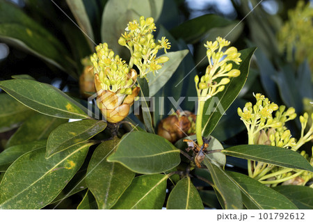 タブノキ 101792612