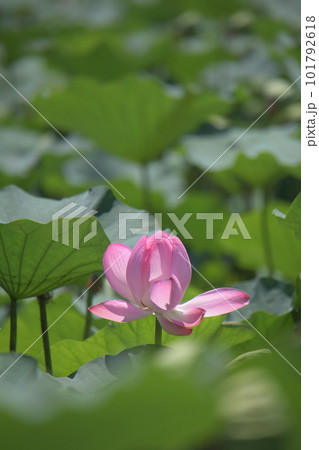 はすの花 101792618