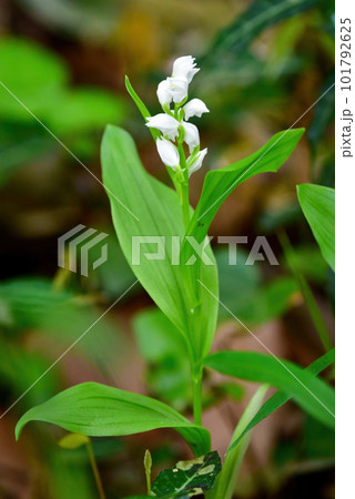 ギンラン、銀蘭、ラン、蘭の花、白い蘭の花、野生のランの花、野生のラン、オーキッド、白、白色、シルバ 101792625