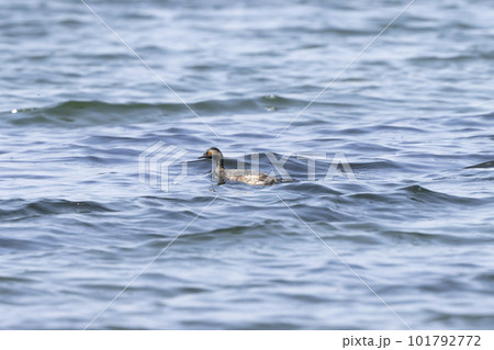 ハジロカイツブリ ハジロカイツブリ 101792772