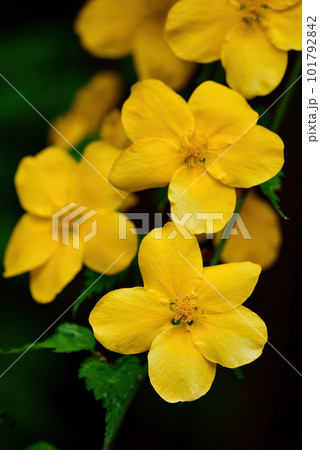 春から初夏に公園や雑木林で鮮やかな美しい黄色い花をつける山吹 101792842