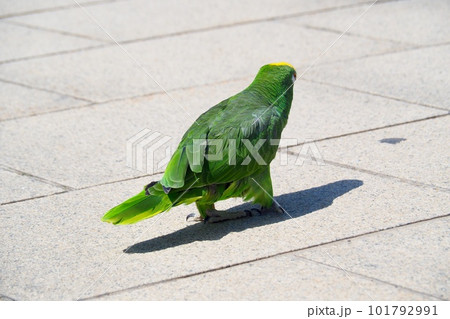 インコのお散歩 インコのお散歩 101792991