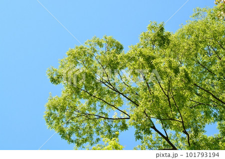 新緑のモミジと青空 101793194