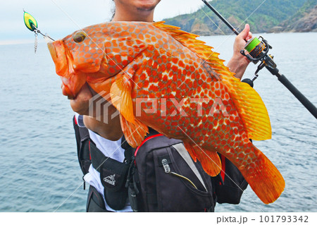 日本海で釣り上げられたアコウ（キジハタ） 101793342