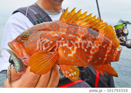 日本海で釣り上げられたアコウ(キジハタ) 日本海で釣り上げられたアコウ(キジハタ) 101793358