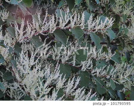 イタドリの花の群生 イタドリの花の群生 101793595