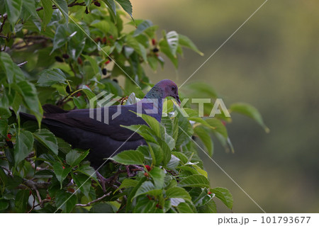 アカガシラカラスバト③（東京都） 101793677