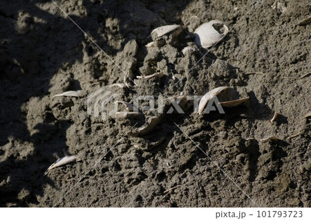 相模湾に面している大礒の丘陵地帯には断層が幾つか発掘された断層には貝の化石がある3 相模湾に面している大礒の丘陵地帯には断層が幾つか発掘された断層には貝の化石がある3 101793723