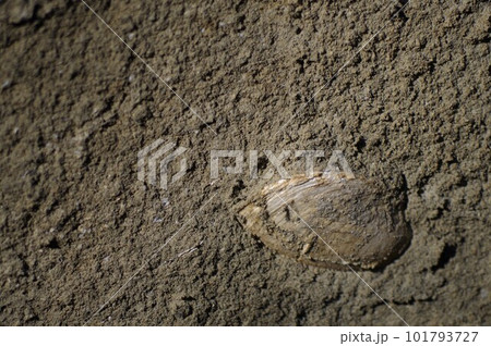 相模湾に面している大礒の丘陵地帯には断層が幾つか発掘された断層には貝の化石がある7 相模湾に面している大礒の丘陵地帯には断層が幾つか発掘された断層には貝の化石がある7 101793727