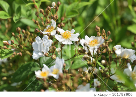 白いノイバラ 白いノイバラ 101793906