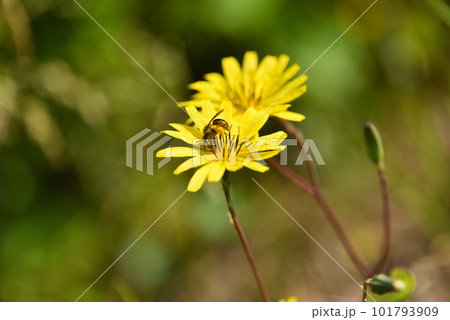 タンポポによく似たジシバリの花 タンポポによく似たジシバリの花 101793909