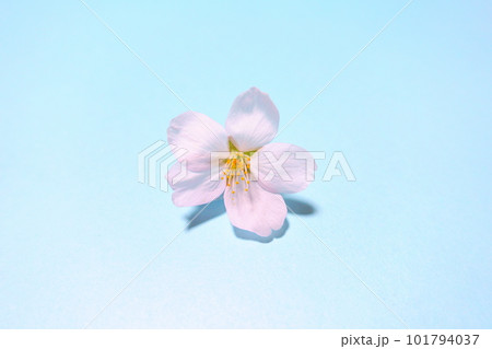 満開の桜 桜 さくら 桜 桜の花 花びら ソメイヨシノ 満開の桜 桜 さくら 桜 桜の花 花びら ソメイヨシノ 101794037