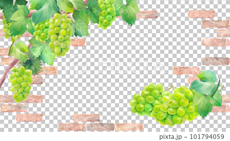 在天然磚牆的背景下，閃耀馬斯喀特葡萄（白葡萄）的水彩插圖。火焰 101794059
