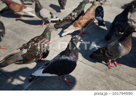 Closeup view of rock Pigeons crowd streets and public squares, living on discarded food and offerings of birdseed. Doves. The concept of love, care and kindness for wild animals 101794090