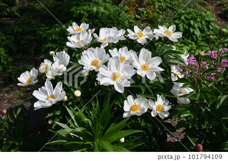 シャクヤクの花・芍薬・花の宰相 シャクヤクの花・芍薬・花の宰相 101794109