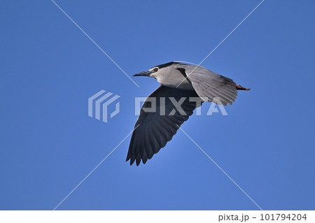 ゴイサギ③（東京都） 101794204