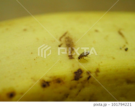 左を向いたショウジョウバエ 101794221