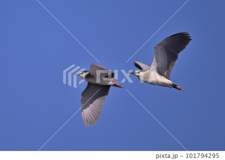 ゴイサギ⑥（東京都） 101794295