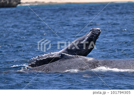 ザトウクジラの母子②（東京都） 101794305