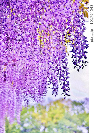 長寿の象徴藤の花 長寿の象徴藤の花 101794543