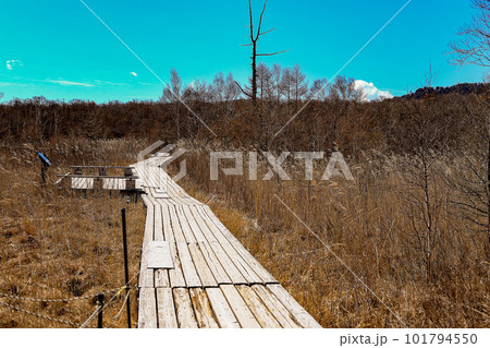 戦場ヶ原の遊歩道 戦場ヶ原の遊歩道 101794550